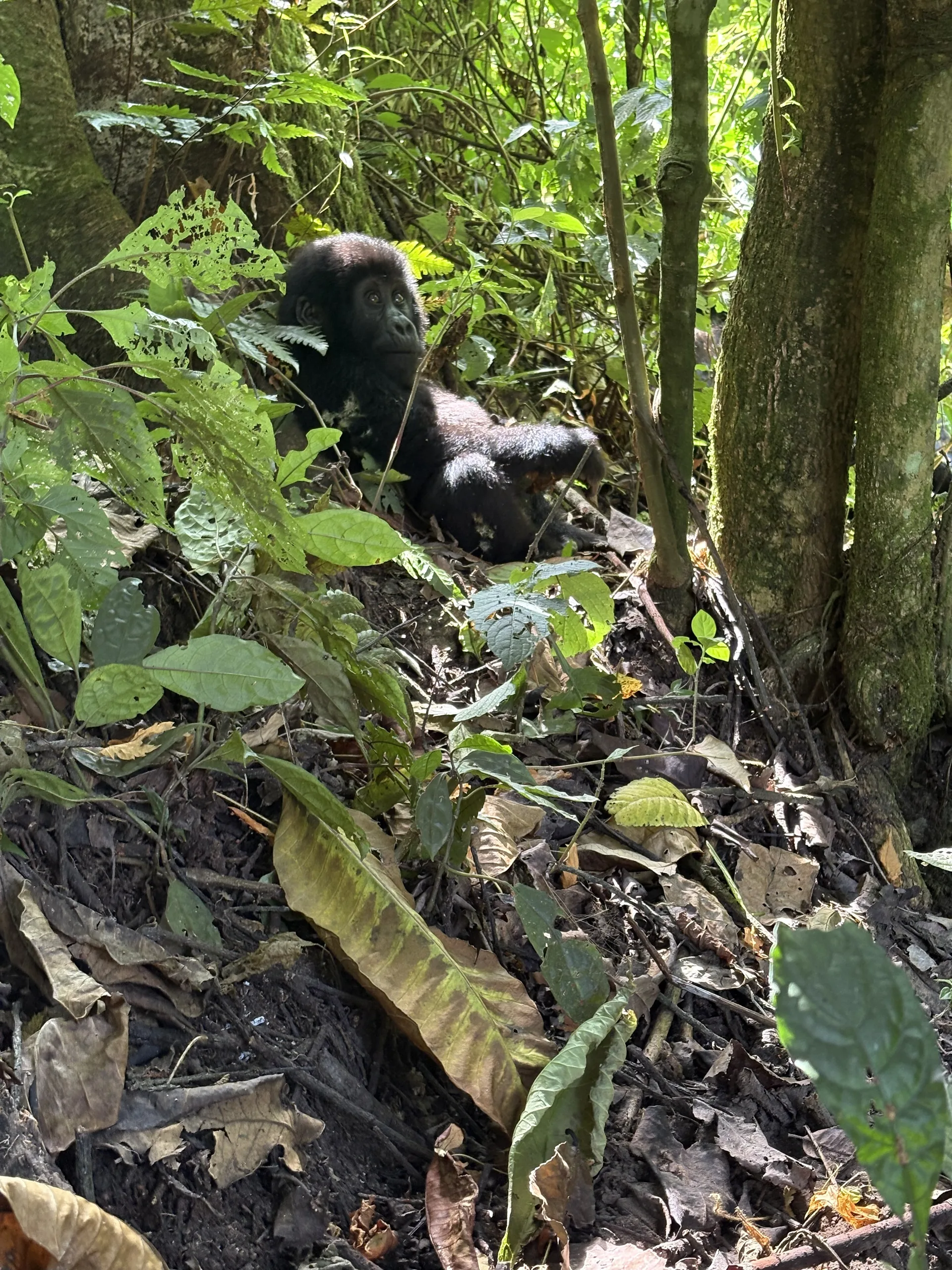 Mountain gorilla in Bwindi Impenetrable Forest