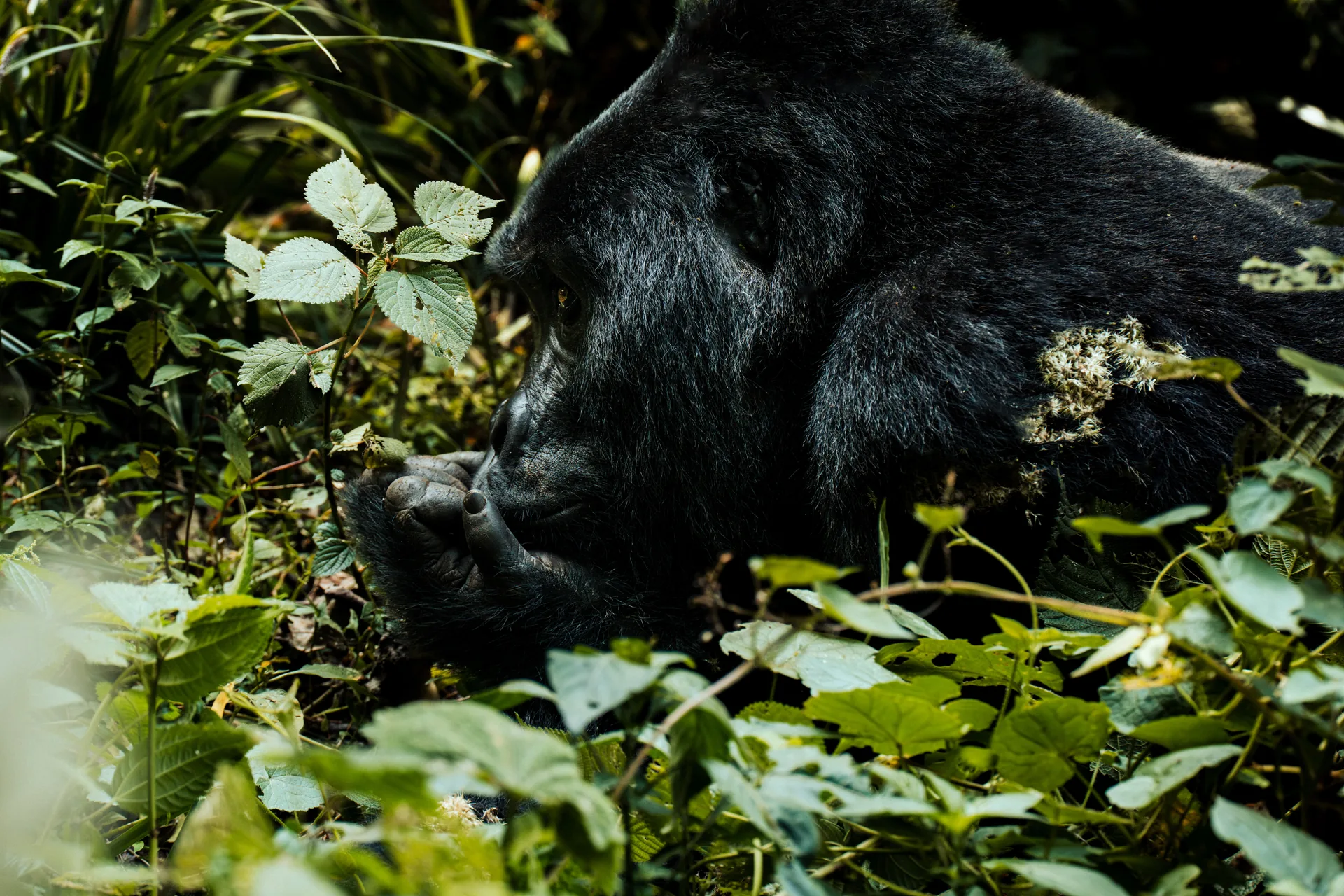Mountain gorilla trekking experience in Bwindi Impenetrable National Park